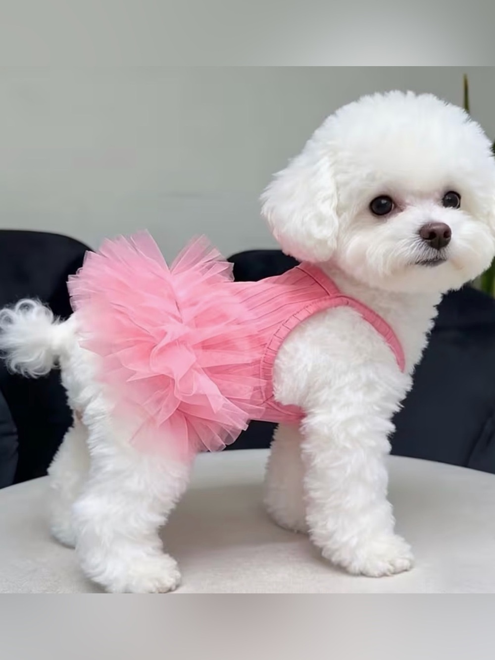 🛍️ 3 for $10 🛍️ Pink Tulle Pet Dress - Elegant Dog or Cat Sundress Tutu - Picture 2 of 10